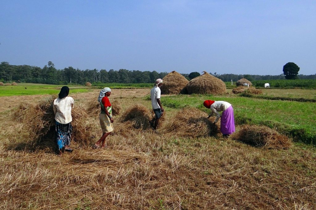 paddy-field-workers-Supporting the migrant workers in this time of crisis